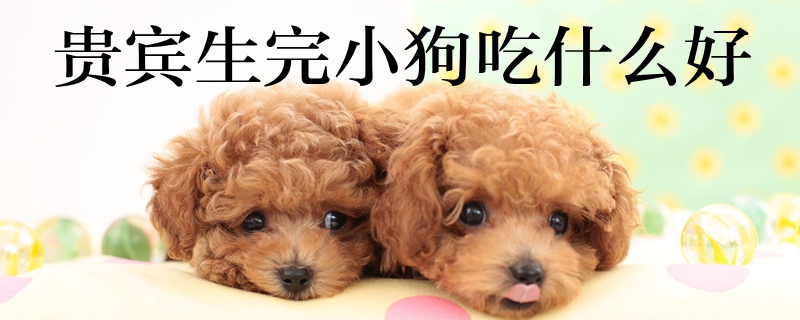 贵宾生完小狗吃什么好