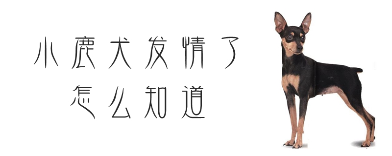 小鹿犬发情了怎么知道
