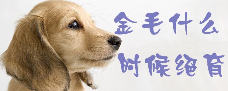 金毛什么时候绝育1