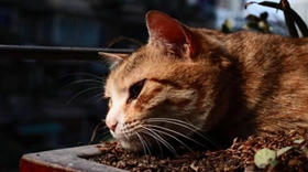威尔斯猫吃什么 威尔斯猫喂食要点
