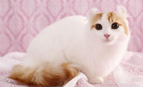 美国卷耳猫幼猫吃什么 定时定量喂食幼猫