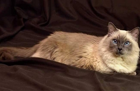 巴厘猫不能吃什么 巴厘猫喂养注意事项