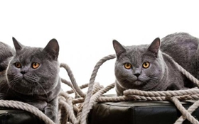 卡尔特猫性格怎么样 卡尔特猫性格介绍