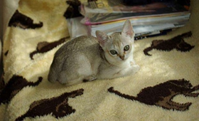 新加坡猫不能吃什么 新加坡猫禁忌食物介绍