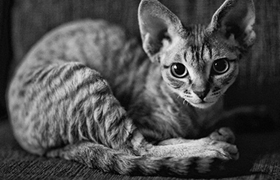 柯尼斯卷毛猫猫粮怎么挑 柯尼斯卷毛猫猫粮挑选方法