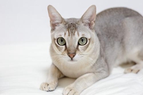 新加坡猫好养吗 新加坡猫喂养知识