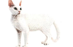 德文卷毛猫好养吗 注意规律喂食