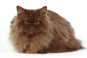 英国长毛猫不能吃什么 英国长毛猫禁忌食物
