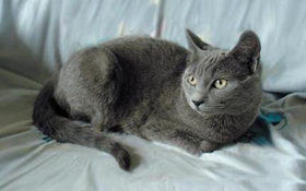 沙特尔猫怎么养 沙特尔猫饲养方法
