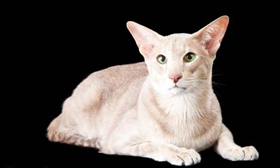 东方猫吃什么 东方猫喂食要求