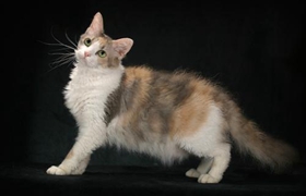 拉邦猫怎么护毛 拉邦猫毛发护理方法
