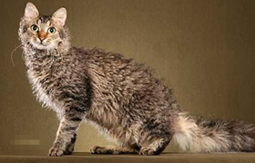 拉邦猫好养吗 拉邦猫饲养细节