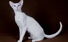 东方猫怎么养 东方猫喂养指南