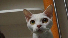 德文卷毛猫能吃螃蟹吗 尽量不要给猫吃海鲜