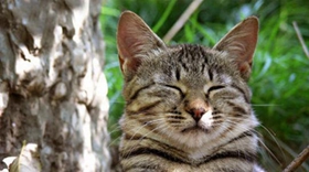 威尔斯猫好养吗 威尔斯猫生活习性介绍
