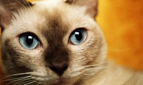 东奇尼猫性格怎么样 东奇尼猫性格介绍