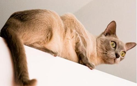 东奇尼猫吃什么 东奇尼猫喂养不能太随意
