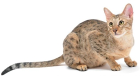 养威尔斯猫要注意什么 威尔斯猫饲养注意事项