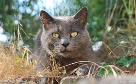 卡尔特猫好养吗 卡尔特猫饲养手册
