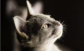 科拉特猫能吃什么水果 水果可帮助科拉特猫消化