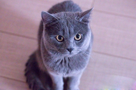 沙特尔猫吃什么 沙特尔猫喂食要求