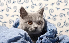 卡尔特猫怎么美容 卡尔特猫美容方法