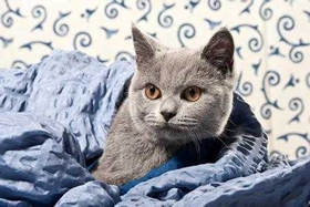 科拉特猫怎么养 科拉特猫饲养方法