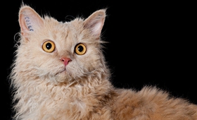 塞尔凯克卷毛猫好养吗 塞尔凯克卷毛猫养护知识