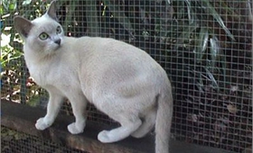 东奇尼猫好养吗 东奇尼猫饲养经验