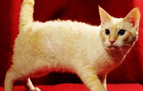 拉邦猫幼猫一天吃几顿 喂食定时定量