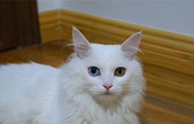 山东狮子猫吃什么好 饲喂猫咪不能太随意
