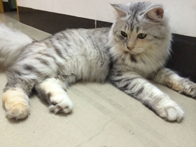 挪威森林猫掉毛严重吗 挪威森林猫饲养细节