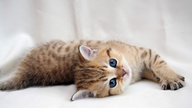 西伯利亚森林猫好养吗 西伯利亚猫养护知识