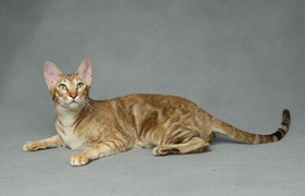 东方短毛猫尾巴怎么洗 猫咪尾巴清洗方法