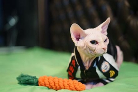 斯芬克斯猫为什么无毛 加拿大无毛猫介绍