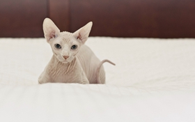 加拿大无毛猫性格怎么样 加拿大无毛猫性格介绍