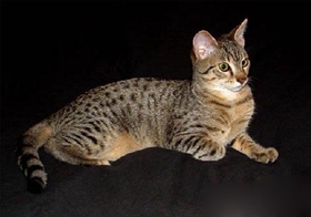 埃及猫吃什么 埃及猫喂食经验