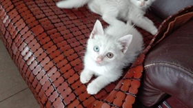 山东狮子猫幼猫一天吃多少粒猫粮