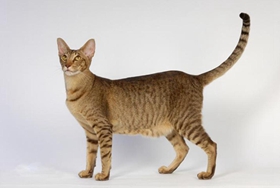 东方短毛猫性格如何 嫉妒心较强的猫