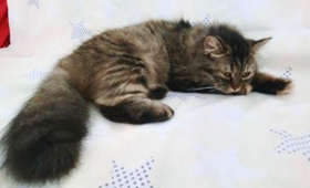 如何给金吉拉猫做美容 漂亮金吉拉猫美容方法