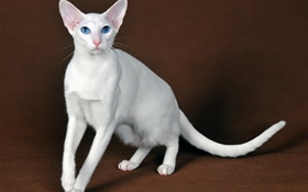 东方短毛猫毛发怎么护理 猫咪毛发护理技巧