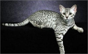 埃及猫性格好不好 埃及猫性格介绍