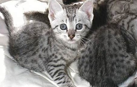埃及猫掉毛怎么办 埃及猫毛发护理方法