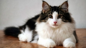 挪威森林猫幼猫一天吃几顿 定时定量喂养