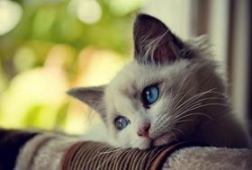 伯曼猫好养吗 伯曼猫饲养注意事项