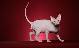 加拿大无毛猫怎么洗澡 斯芬克斯猫喂养记