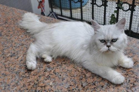 金吉拉猫能吃狗粮吗 不要让猫吃狗粮