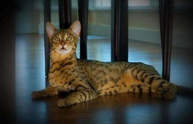 阿舍拉猫怎么训练 阿舍拉猫训练技巧
