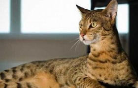 阿舍拉猫记仇怎么办 怎么训练阿舍拉猫不记仇