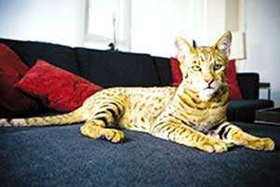 阿舍拉猫不会用猫爬架怎么办 猫爬架使用训练法
